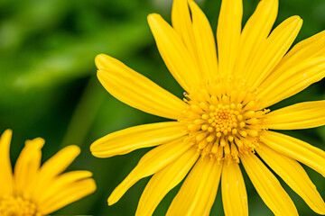 a image of a grey leaved euryops flower background