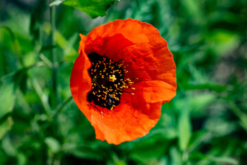 red poppy flower in field