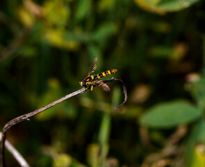 A small hoverfly
