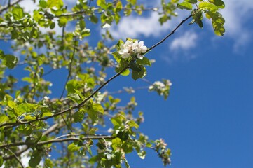 Apfelblüten