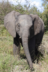 Fototapeta premium Afrikanischer Elefant / African elephant / Loxodonta africana..
