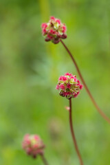 Fototapeta premium Closeup of a salad burnet bloom cluster (Sanguisorba minor). Usage as culinary herb and traditional medicine.
