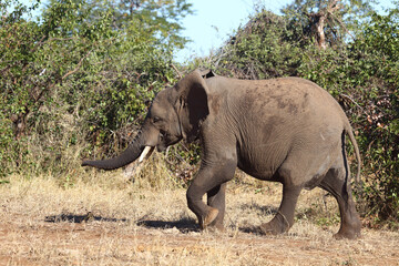 Obraz premium Afrikanischer Elefant / African elephant / Loxodonta africana...