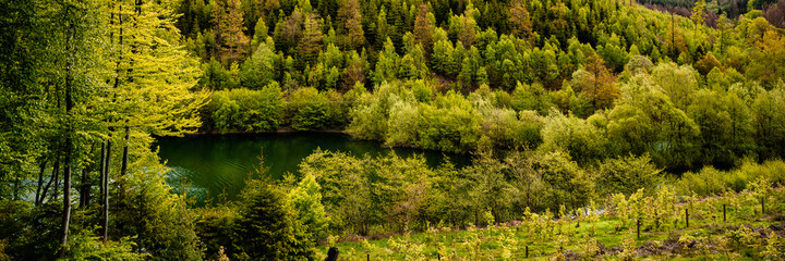 Dark green forest landscape	
