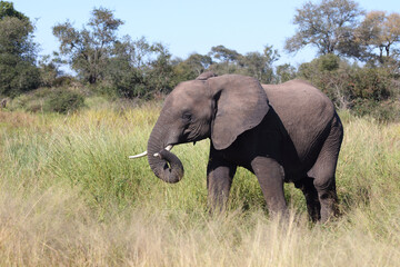 Afrikanischer Elefant / African elephant / Loxodonta africana...