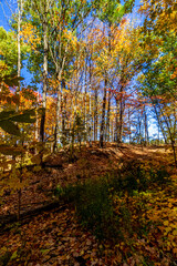 Gold domination from bottom to top - Fall in Central Ontario, Canada