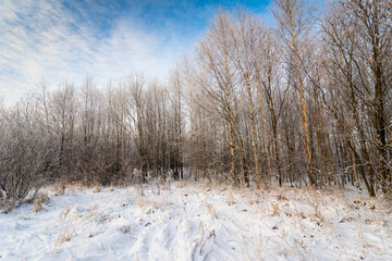 Winter forest in a frosty morning