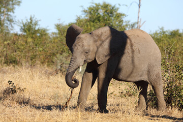 Fototapeta premium Afrikanischer Elefant / African elephant / Loxodonta africana...