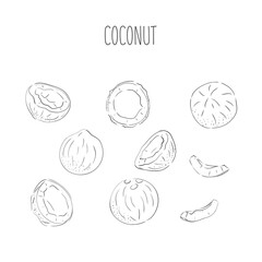 Coconut set - whole nut coconut segment and coconut pulp. Half tropical fruit. Vector illustration.