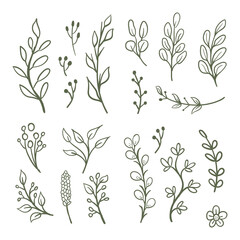 Hand drawn floral ornaments. Flowers and leaves doodle vector collection. Decorative plants illustrations. Nature decoration drawings handmade style.