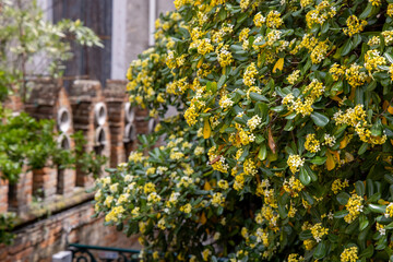 Fototapeta na wymiar Blurred image of blooming streets of post Covid Venice. City of Italy during quarantine of coronavirus desease with yellow blooming plant. Venecia 