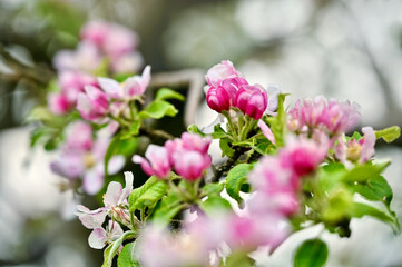 Japanischer Wildapfel (Malus floribunda)