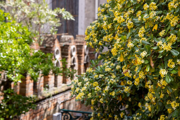 Fototapeta na wymiar Blurred image of blooming streets of post Covid Venice. City of Italy during quarantine of coronavirus desease with yellow blooming plant. Venecia 