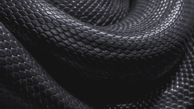 Black Snake Skin