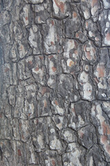 Pine tree bark texture
