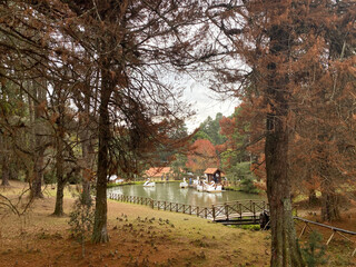 Campos do Jordao, São Paulo, Brazil - Trees and lake in the city's Park named Forest Garden (Horto...