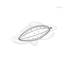 cocoa fruit outline vector illustration