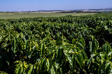 view of a coffee plantation with ripe fruits on a farm in Brazil