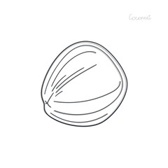 coconut  drawing outline vector illustration