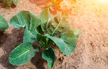 Young cabbage grows in the garden