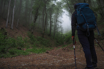 I look at the Forest near Novorossiysk covered with thick fog