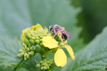 pszczoła na żółtym kwiatku
