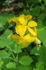 Yellow celandine flowers in the garden, closeup