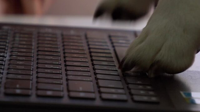 funny corgi puppy behind a laptop, close-up, hits the keyboard