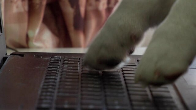 funny corgi puppy behind a laptop, close-up, hits the keyboard