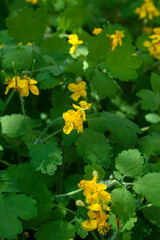 Vegetable summer background of flowers and leaves of celandine.