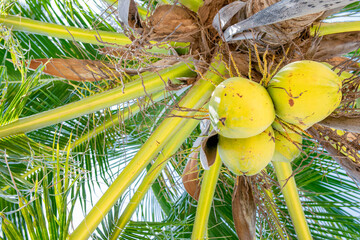 coconut on  tree at the beach