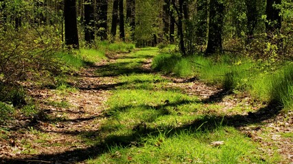 forest in spring