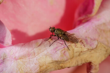 a small fly