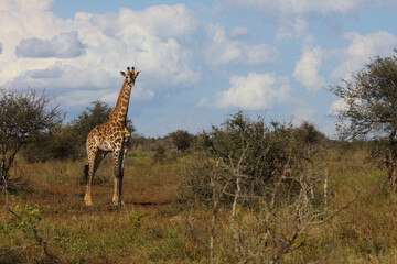 Giraffe / Giraffe / Giraffa camelopardalis.