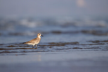 Grey Plover, Pluvialis squatarola, in the ocean, Akshi Beach, Alibag, Maharashtra, India