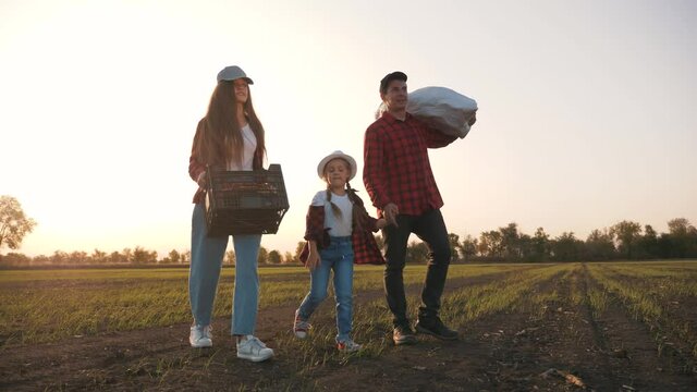 Farmer and happy family. Senior farmer in wheat field with box of vegetables. Happy family in field at sunset. Senior farmer with his family is harvesting. Happy family hiking. Farmer checks the crop
