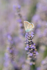 butterfly on lavender plant