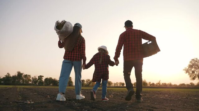 Farmer and happy family. Senior farmer in wheat field with box of vegetables. Happy family in field at sunset. Senior farmer with his family is harvesting. Happy family hiking. Farmer checks the crop