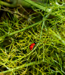 A ladybug walking