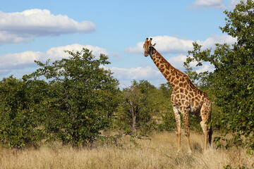 Giraffe / Giraffe / Giraffa camelopardalis