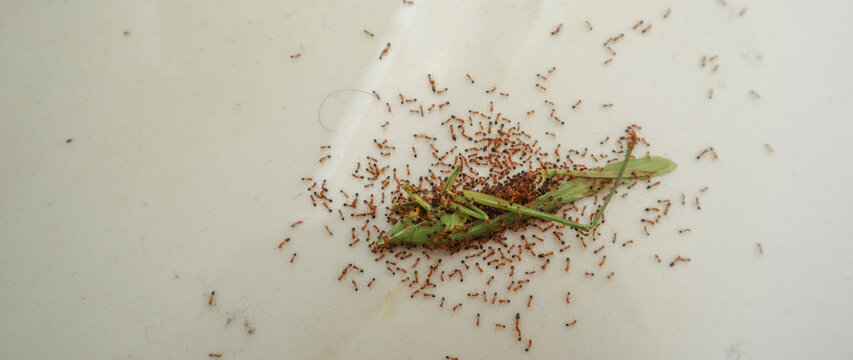 Small Red Ants eating a dead green grasshopper on the floor at home in Dhaka, Bangladesh