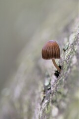 un champignon sortant de son tronc 