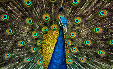Obraz premium peacock feather close up