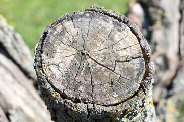 The surface of the sawn tree.Top view of the stump near.