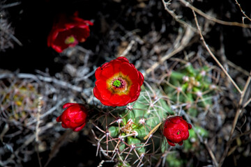 Barrel Cactus flowering blooming red vibrant blossom showing life thriving in dry arid desert climate dureing drought conditions global warming.