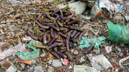 Bunch of Rotten dark purple color Eggplants thrown to garbage in Dhaka, Bangladesh
