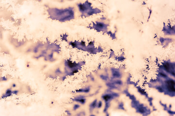 Tree branches under snow. Close-up view