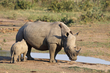 Breitmaulnashorn und Rotschnabel-Madenhacker / Square-lipped rhinoceros and Red-billed oxpecker / Ceratotherium Simum et Buphagus erythrorhynchus.