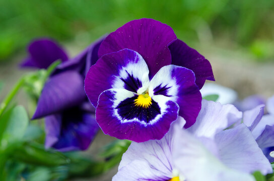 Pansy Face" Images – Browse 143 Stock Photos, Vectors, and Video | Adobe  Stock