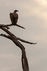 Silhouette of wild vulture on a tree trunk in Botswana, Africa